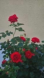 Cimg5292LichtStrauss